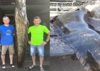 Λίμνη Πολυφύτου: Επιασαν γουλιανό 2,5 μέτρων και βάρους 105 κιλών (Βίντεο)