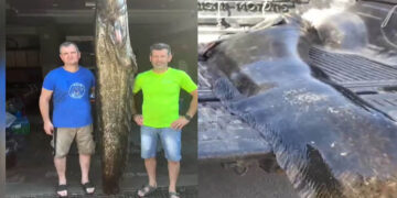 Λίμνη Πολυφύτου: Επιασαν γουλιανό 2,5 μέτρων και βάρους 105 κιλών (Βίντεο)