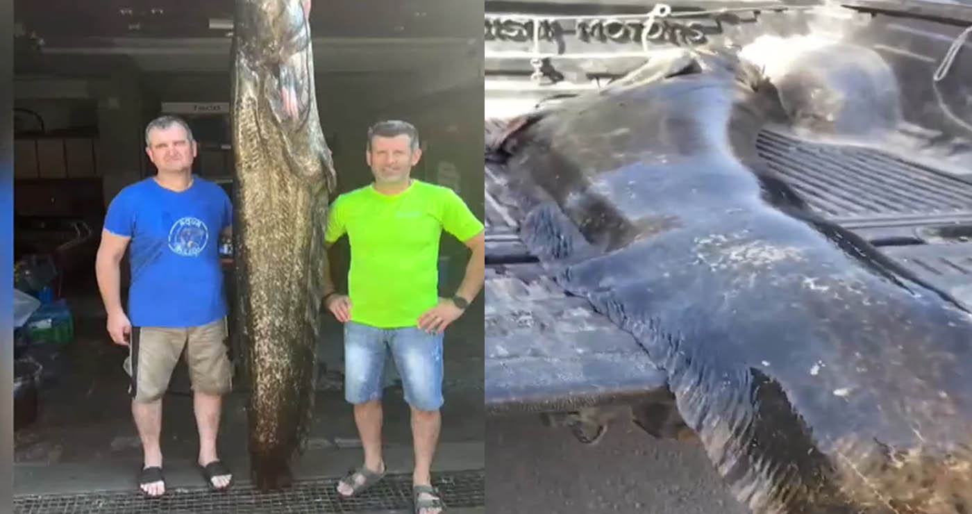 Λίμνη Πολυφύτου: Επιασαν γουλιανό 2,5 μέτρων και βάρους 105 κιλών (Βίντεο)