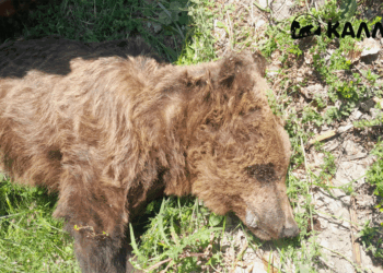 Νεκρή αρκούδα εντοπίστηκε στους Αμπελόκηπους Καστοριάς – Η ανακοίνωση της ΚΑΛΛΙΣΤΩ