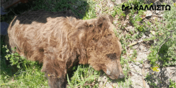 Νεκρή αρκούδα εντοπίστηκε στους Αμπελόκηπους Καστοριάς – Η ανακοίνωση της ΚΑΛΛΙΣΤΩ