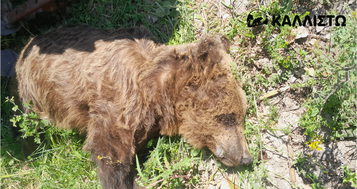 Νεκρή αρκούδα εντοπίστηκε στους Αμπελόκηπους Καστοριάς – Η ανακοίνωση της ΚΑΛΛΙΣΤΩ