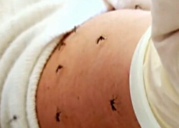 Συναγερμός από τον ΕΟΔΥ για τα κουνούπια – Προτείνει λήψη μέτρων (Βίντεο)