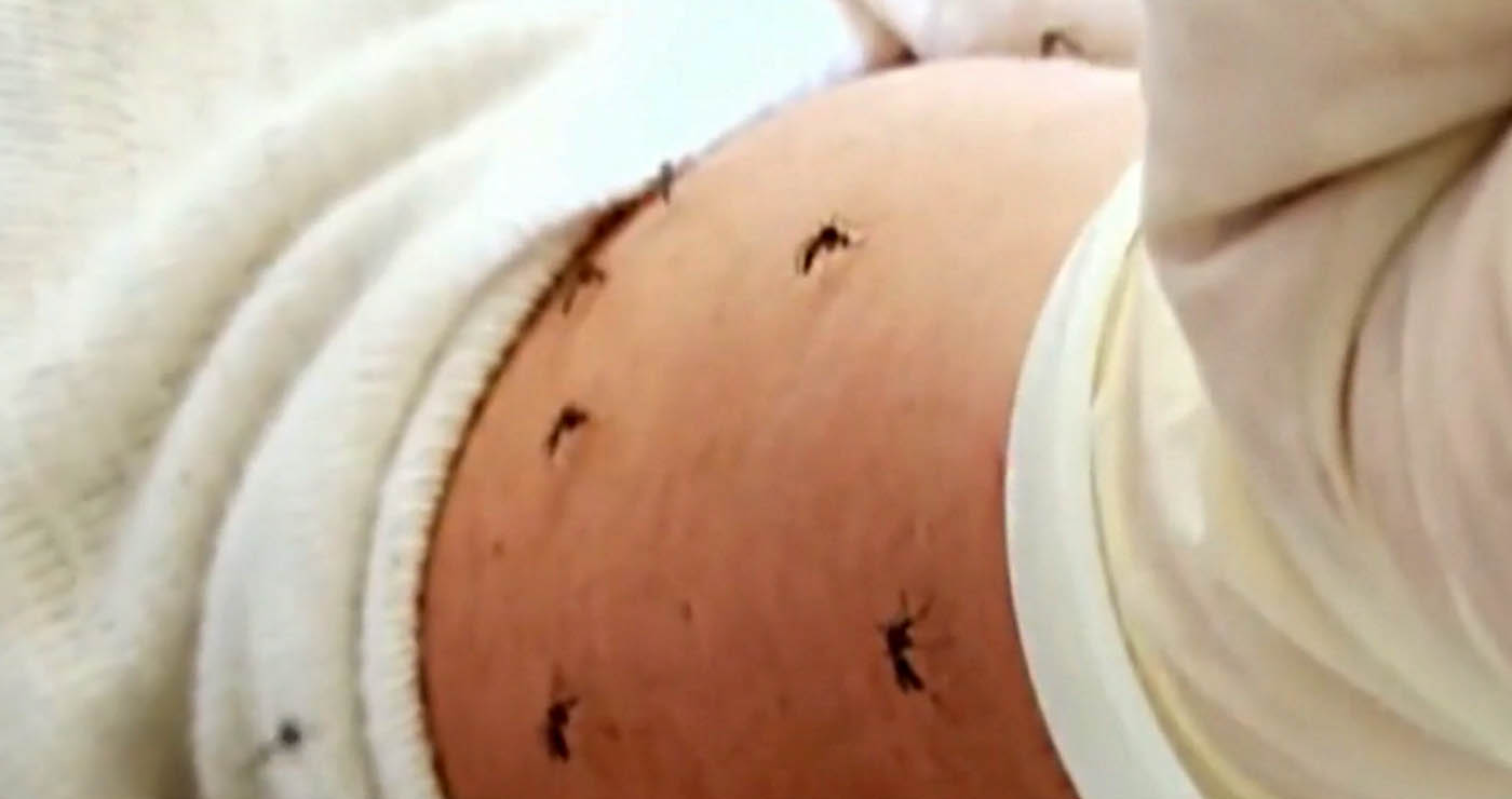 Συναγερμός από τον ΕΟΔΥ για τα κουνούπια – Προτείνει λήψη μέτρων (Βίντεο)