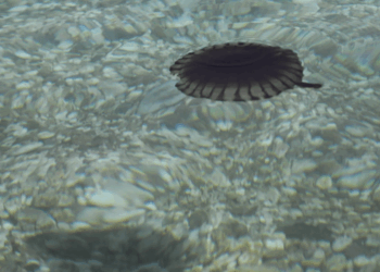 Πού έχει έξαρση με τις μέδουσες τώρα στην Ελλάδα – Τα συμπτώματα μετά το τσίμπημα