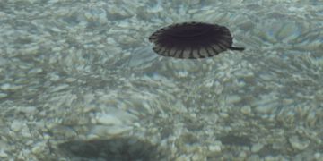 Πού έχει έξαρση με τις μέδουσες τώρα στην Ελλάδα – Τα συμπτώματα μετά το τσίμπημα