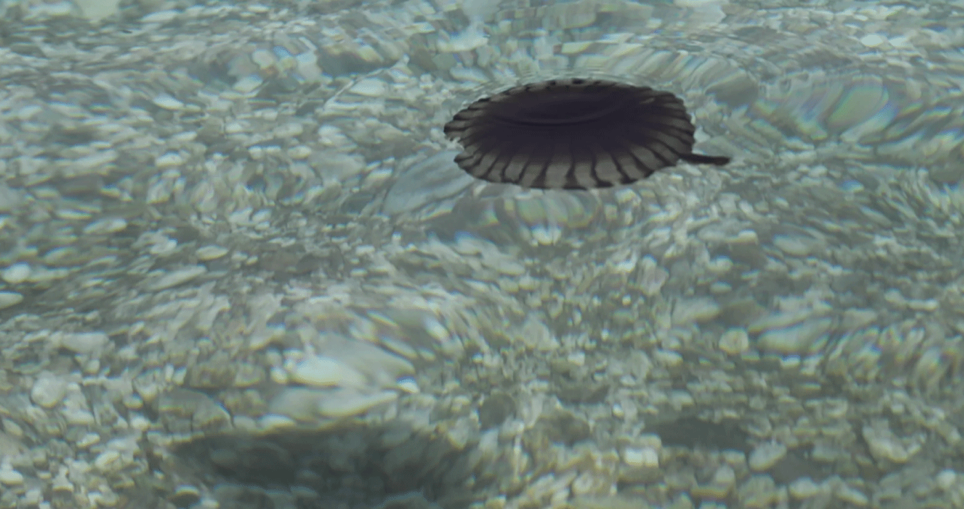Πού έχει έξαρση με τις μέδουσες τώρα στην Ελλάδα – Τα συμπτώματα μετά το τσίμπημα
