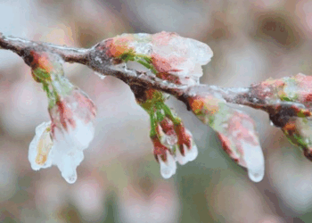 ΥΠΑΑΤ για αποζημιώσεις αγροτών Εορδαίας από παγετό στο προανθικό: «Εξετάζεται η δυνατότητα και ο τρόπος ενίσχυσης»