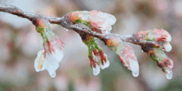 ΥΠΑΑΤ για αποζημιώσεις αγροτών Εορδαίας από παγετό στο προανθικό: «Εξετάζεται η δυνατότητα και ο τρόπος ενίσχυσης»