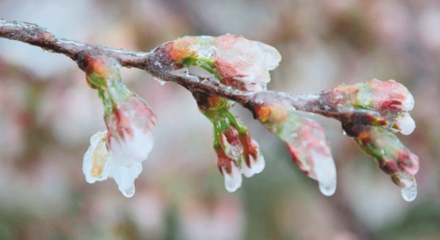 ΥΠΑΑΤ για αποζημιώσεις αγροτών Εορδαίας από παγετό στο προανθικό: «Εξετάζεται η δυνατότητα και ο τρόπος ενίσχυσης»