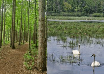 Συμμετοχή του Πρότυπου Δάσους Δυτικής Μακεδονίας στο Παγκόσμιο Φόρουμ 2025 στον Καναδά