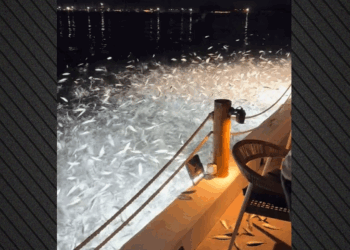 «Ιπτάμενα» ψάρια στην Πρέβεζα – Δείτε το εντυπωσιακό βίντεο