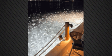 «Ιπτάμενα» ψάρια στην Πρέβεζα – Δείτε το εντυπωσιακό βίντεο