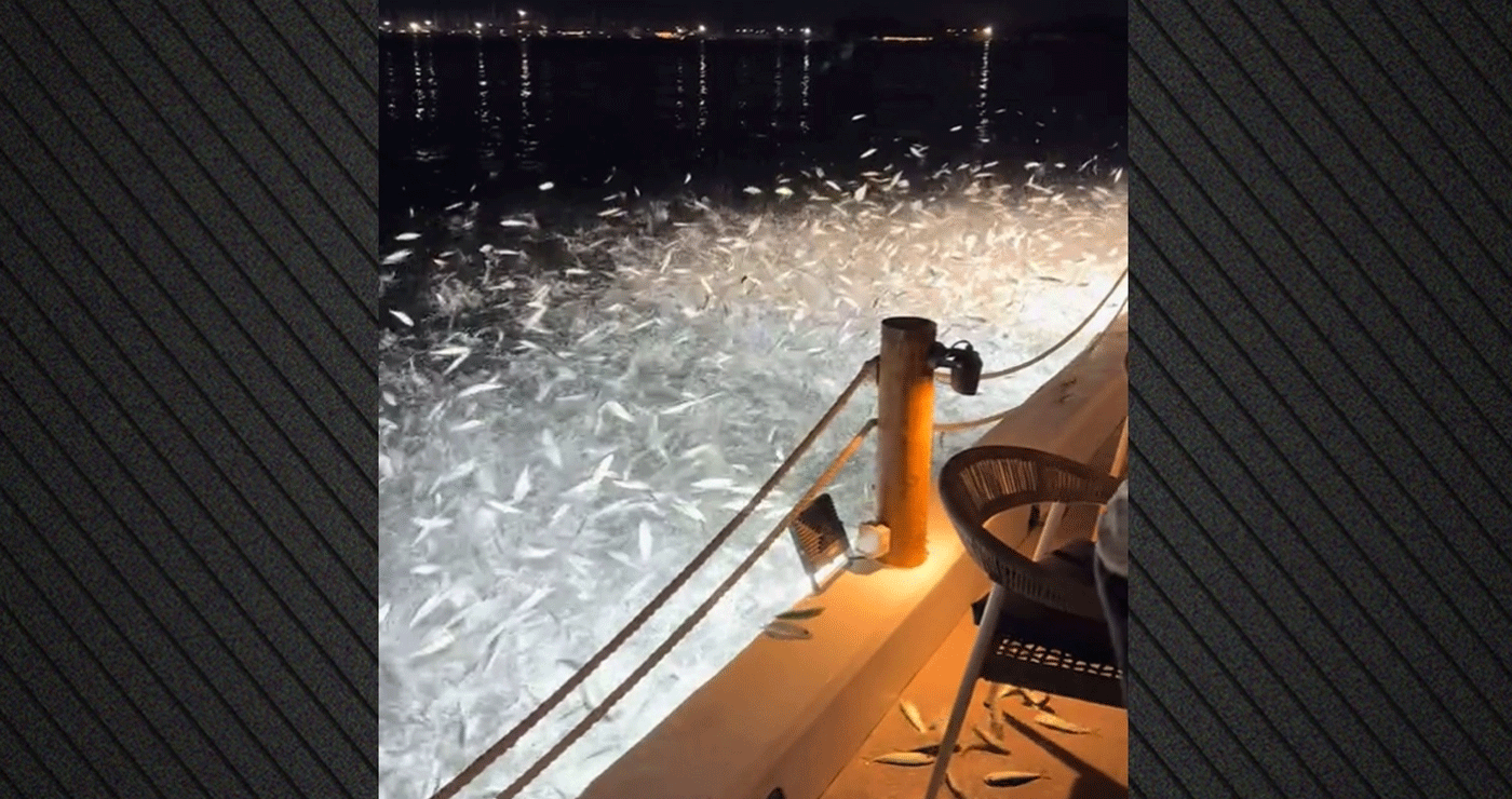 «Ιπτάμενα» ψάρια στην Πρέβεζα – Δείτε το εντυπωσιακό βίντεο