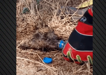 Η συγκινητική στιγμή που πυροσβέστης στο Κιλκίς δίνει νερό σε σκαντζόχοιρο μετά από πυρκαγιά