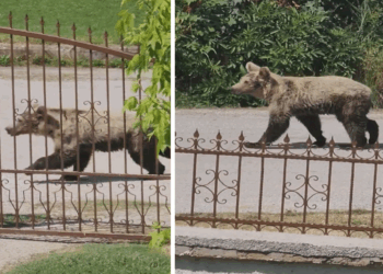 Πρωινή εμφάνιση αρκούδας σε χωριό της Καστοριάς ακριβώς έξω από σπίτι (Βίντεο)