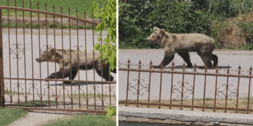 Πρωινή εμφάνιση αρκούδας σε χωριό της Καστοριάς ακριβώς έξω από σπίτι (Βίντεο)
