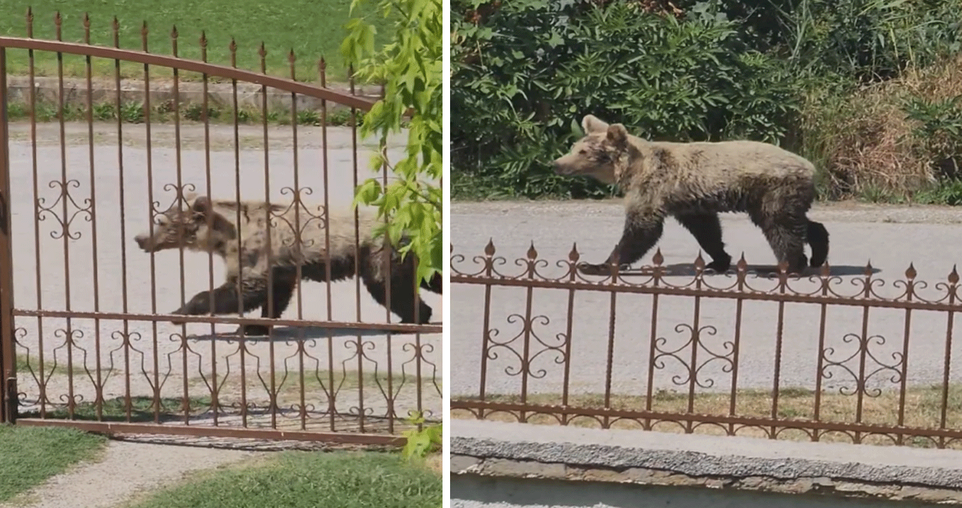 Πρωινή εμφάνιση αρκούδας σε χωριό της Καστοριάς ακριβώς έξω από σπίτι (Βίντεο)
