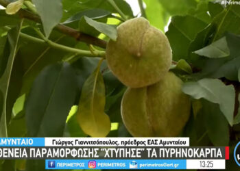 Αμύνταιο: Ασθένεια παραμόρφωσης «χτύπησε» τα πυρηνόκαρπα – Κινδυνεύουν να μείνουν αδιάθετα