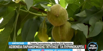 Αμύνταιο: Ασθένεια παραμόρφωσης «χτύπησε» τα πυρηνόκαρπα – Κινδυνεύουν να μείνουν αδιάθετα