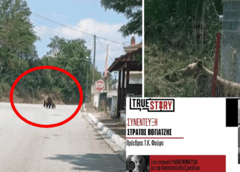 Φούφας: Ανησυχία από τις τέσσερις αρκούδες που εντοπίστηκαν στο χωριό  – Χαλάστηκε μια φωλιά μαμάς αρκούδας με το αρκουδάκι της