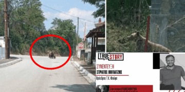 Φούφας: Ανησυχία από τις τέσσερις αρκούδες που εντοπίστηκαν στο χωριό  – Χαλάστηκε μια φωλιά μαμάς αρκούδας με το αρκουδάκι της