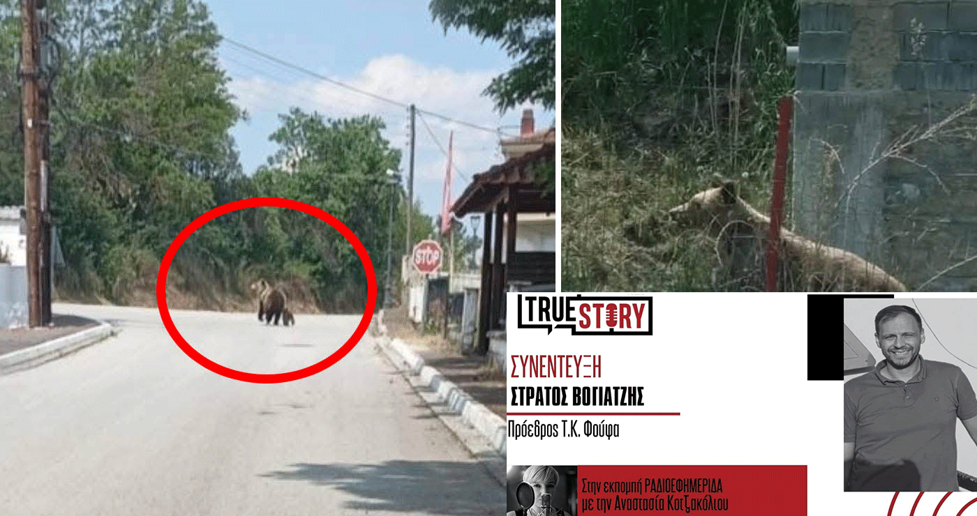 Φούφας: Ανησυχία από τις τέσσερις αρκούδες που εντοπίστηκαν στο χωριό  – Χαλάστηκε μια φωλιά μαμάς αρκούδας με το αρκουδάκι της