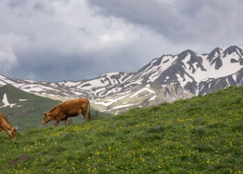 Σκάνδαλο ΟΠΕΚΕΠΕ: «Λάθος που δεν πρόσεξα ότι γράφει 10 ευρώ το έτος» – Τι ανέφεραν μάρτυρες για τα βοσκοτόπια του Γράμμου στην Καστοριά