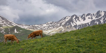 Σκάνδαλο ΟΠΕΚΕΠΕ: «Λάθος που δεν πρόσεξα ότι γράφει 10 ευρώ το έτος» – Τι ανέφεραν μάρτυρες για τα βοσκοτόπια του Γράμμου στην Καστοριά