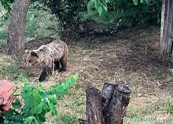 Καστοριά: «Οι αρκούδες είναι μέσα στα σπίτια μας» – Παίρνουν τα όπλα στα χέρια τους