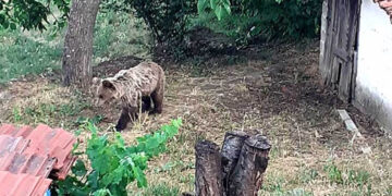 Καστοριά: «Οι αρκούδες είναι μέσα στα σπίτια μας» – Παίρνουν τα όπλα στα χέρια τους