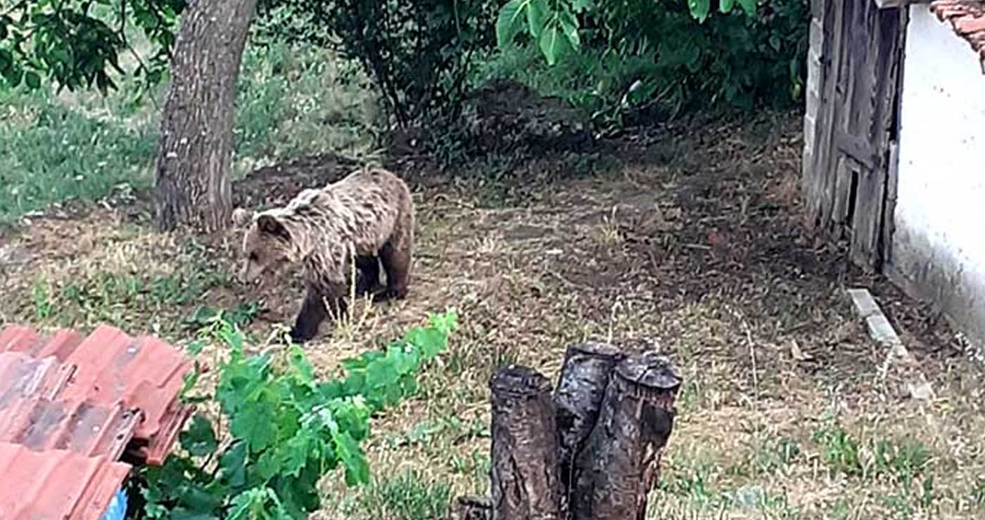 Καστοριά: «Οι αρκούδες είναι μέσα στα σπίτια μας» – Παίρνουν τα όπλα στα χέρια τους