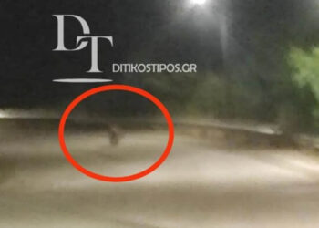 Άργος Ορεστικό: Αρκούδα «βολτάρει» λίγα μέτρα από το Κέντρο Υγείας της πόλης (Φωτογραφία)