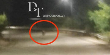 Άργος Ορεστικό: Αρκούδα «βολτάρει» λίγα μέτρα από το Κέντρο Υγείας της πόλης (Φωτογραφία)