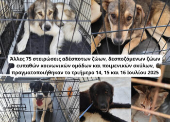 Κοζάνη: 75 στειρώσεις σε αδέσποτα, δεσποζόμενα και ποιμενικούς – Συνεχίζεται η δράση του Δήμου