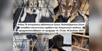 Κοζάνη: 75 στειρώσεις σε αδέσποτα, δεσποζόμενα και ποιμενικούς – Συνεχίζεται η δράση του Δήμου