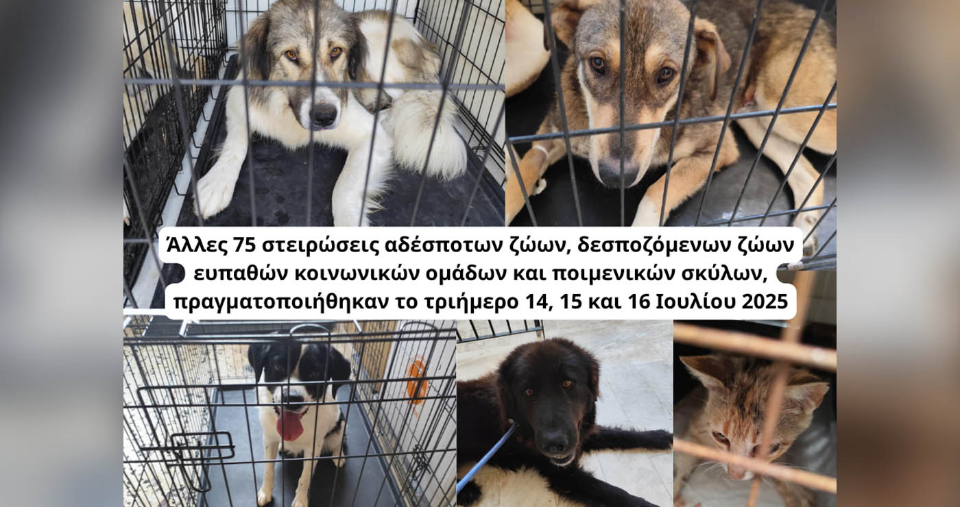 Κοζάνη: 75 στειρώσεις σε αδέσποτα, δεσποζόμενα και ποιμενικούς – Συνεχίζεται η δράση του Δήμου