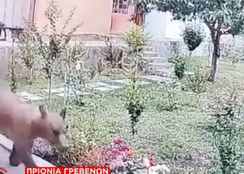 Αρκούδα “βολτάρει” σε αυλές σπιτιών στα Γρεβενά (Βίντεο)