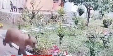 Αρκούδα “βολτάρει” σε αυλές σπιτιών στα Γρεβενά (Βίντεο)