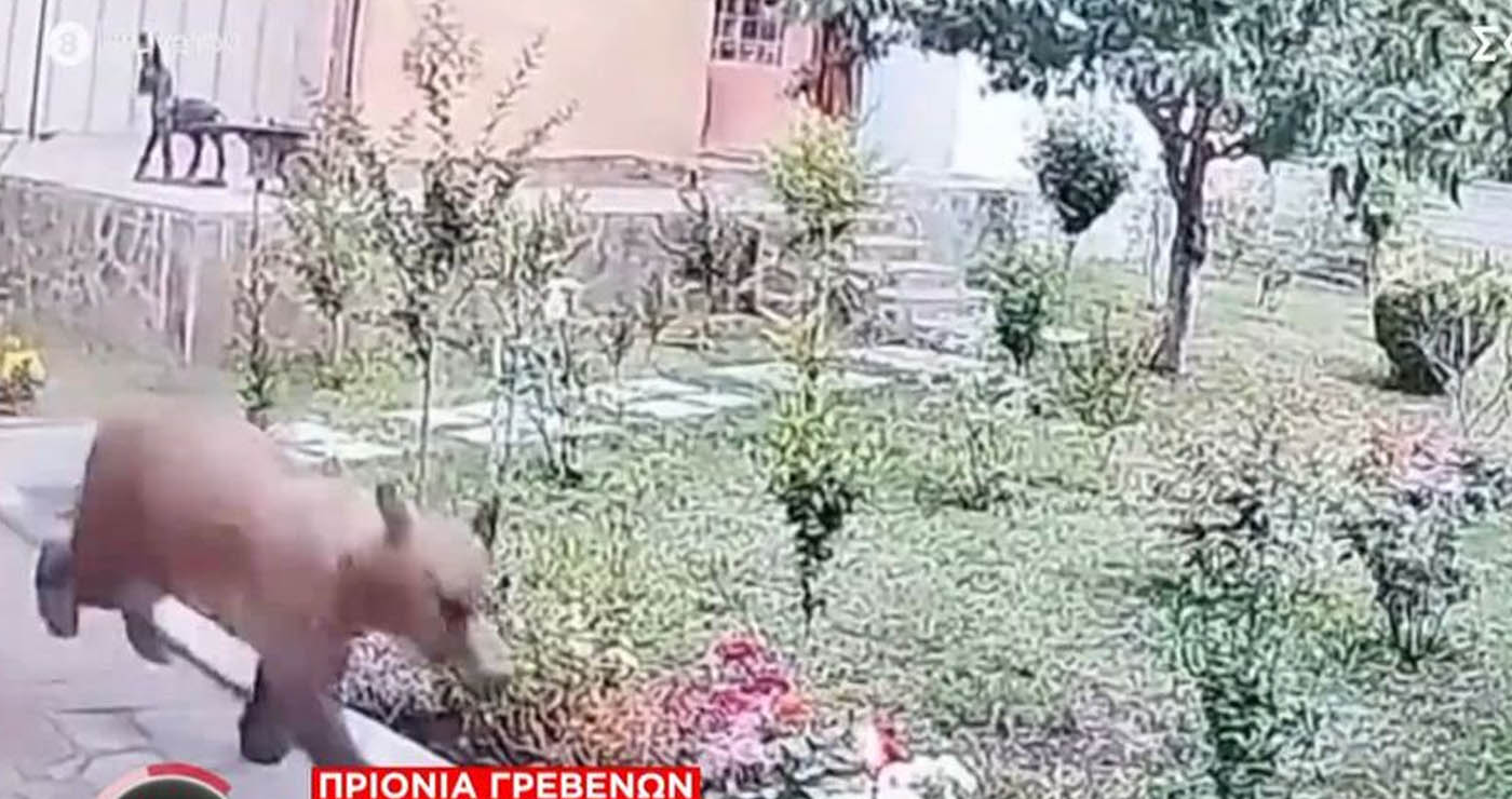 Αρκούδα “βολτάρει” σε αυλές σπιτιών στα Γρεβενά (Βίντεο)