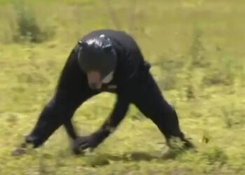 Πρόβλημα και στην Ιαπωνία με τις αρκούδες – Έκαναν άσκηση με άντρα μεταμφιεσμένο… αρκούδα