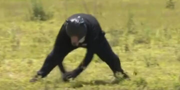 Πρόβλημα και στην Ιαπωνία με τις αρκούδες – Έκαναν άσκηση με άντρα μεταμφιεσμένο… αρκούδα