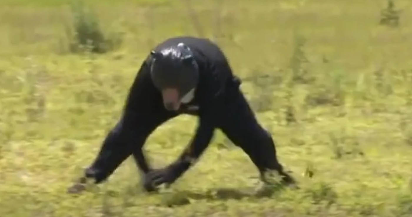 Πρόβλημα και στην Ιαπωνία με τις αρκούδες – Έκαναν άσκηση με άντρα μεταμφιεσμένο… αρκούδα