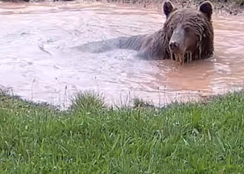 Αρκούδα στην Καστοριά κλέβει την παράσταση με καλοκαιρινή βουτιά σε… ιδιωτική πισίνα (Βίντεο)