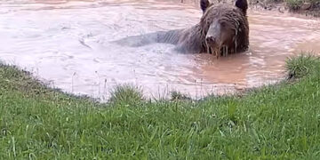 Αρκούδα στην Καστοριά κλέβει την παράσταση με καλοκαιρινή βουτιά σε… ιδιωτική πισίνα (Βίντεο)
