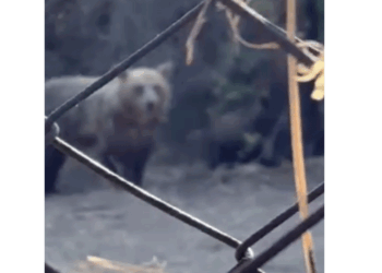 Αρκούδα με αρκουδάκια έξω από σπίτι στο Δισπηλιό (Βίντεο)