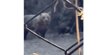 Αρκούδα με αρκουδάκια έξω από σπίτι στο Δισπηλιό (Βίντεο)