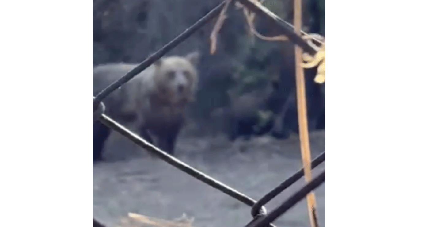 Αρκούδα με αρκουδάκια έξω από σπίτι στο Δισπηλιό (Βίντεο)
