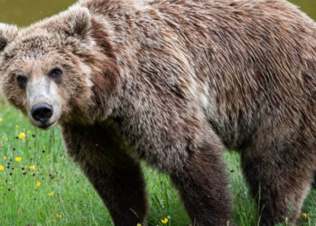 «Η απώλεια μιας αρκούδας δεν είναι ανεκτή» – 10 σημεία για συνύπαρξη προτείνει ο «Αρκτούρος»