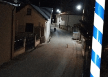 Αρκούδα κυκλοφορεί στο Εμπόριο Εορδαίας (Φωτογραφία)